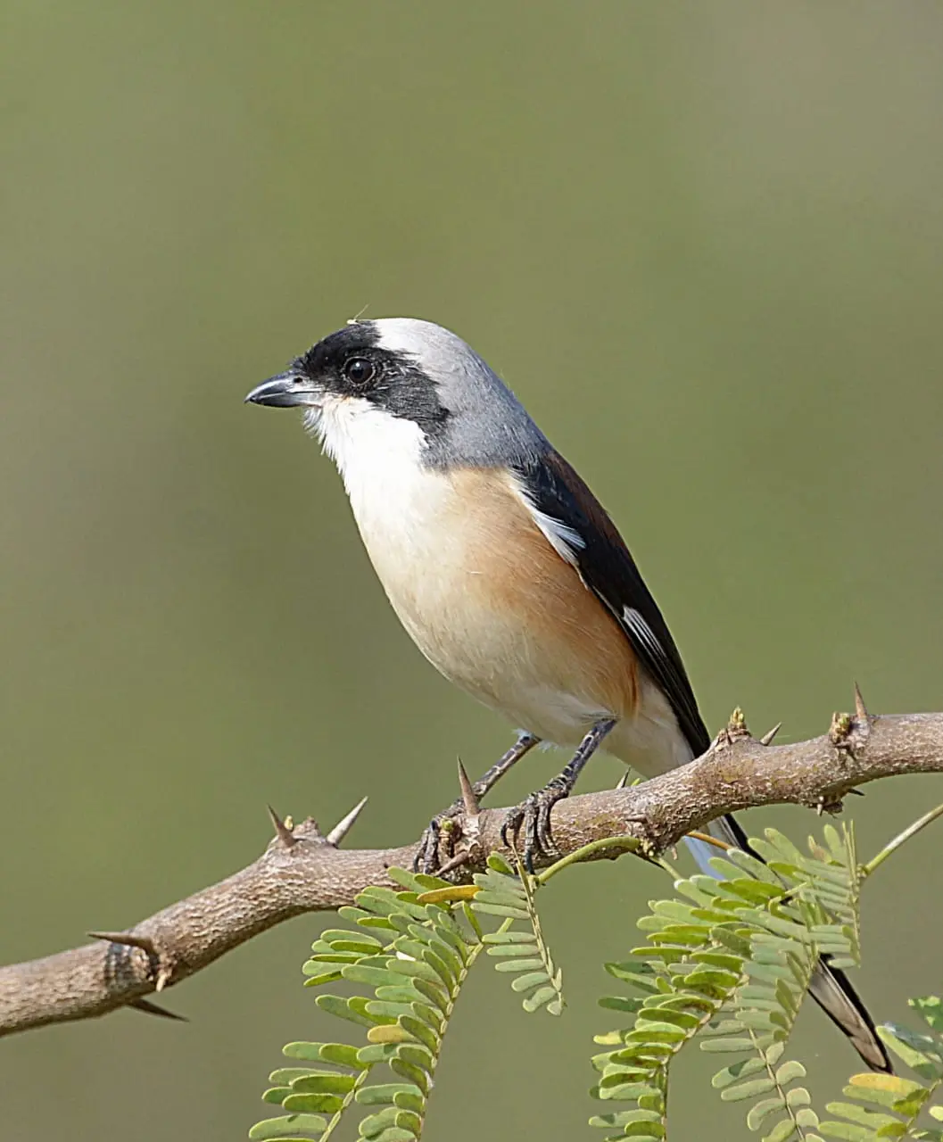 Bay-backed shrike on acacia branch