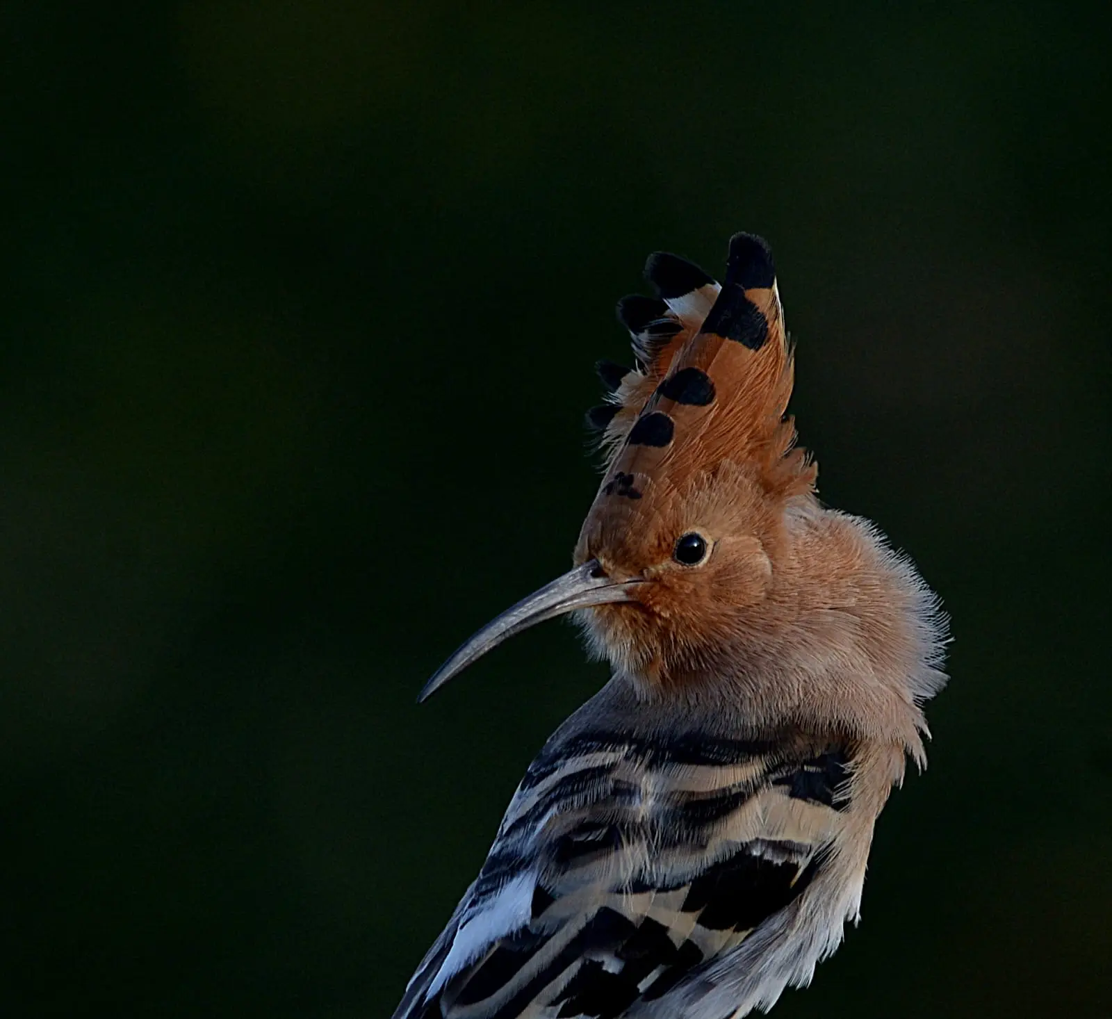 Common hoopoe with raised crest