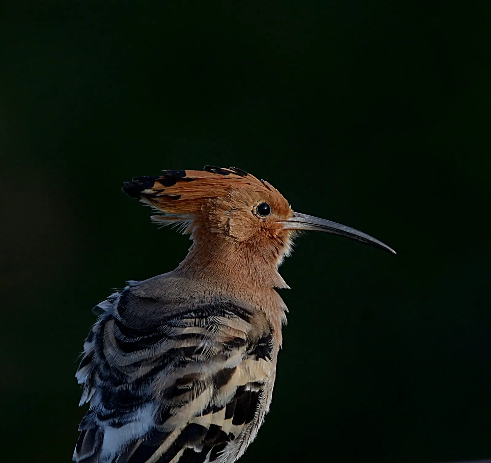 Common hoopoe portrait