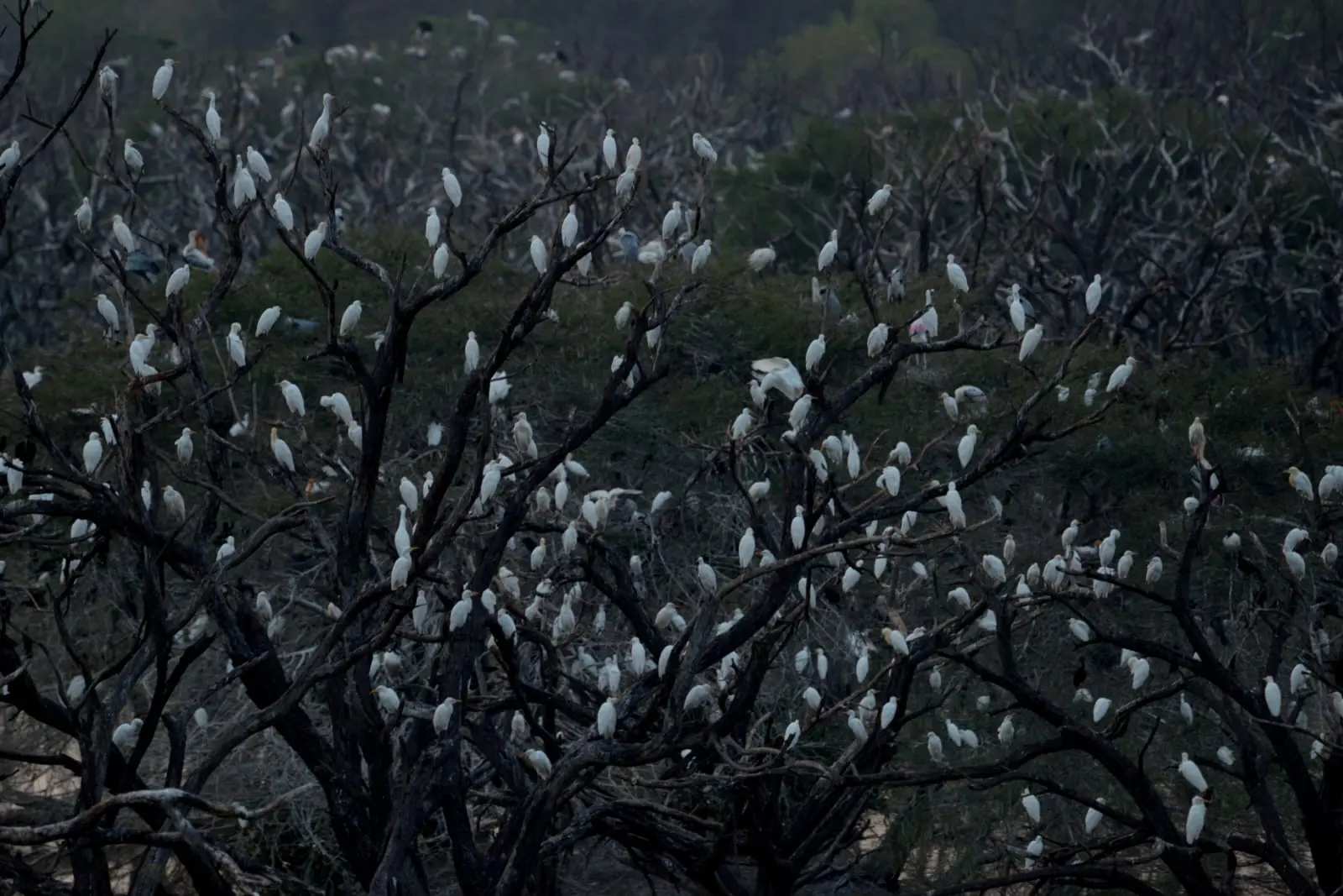 Egret colony roosting in submerged trees