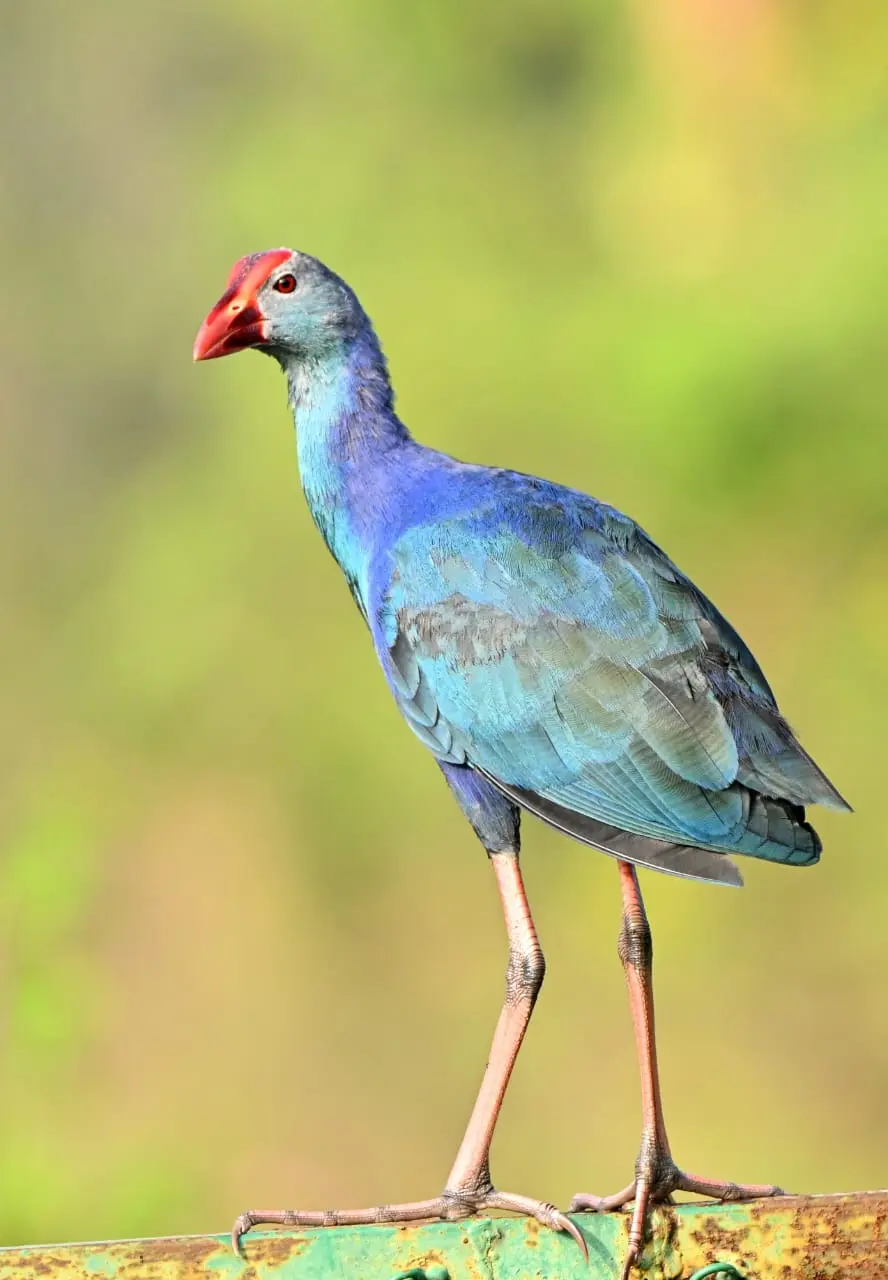 Grey-headed swamphen in wetland
