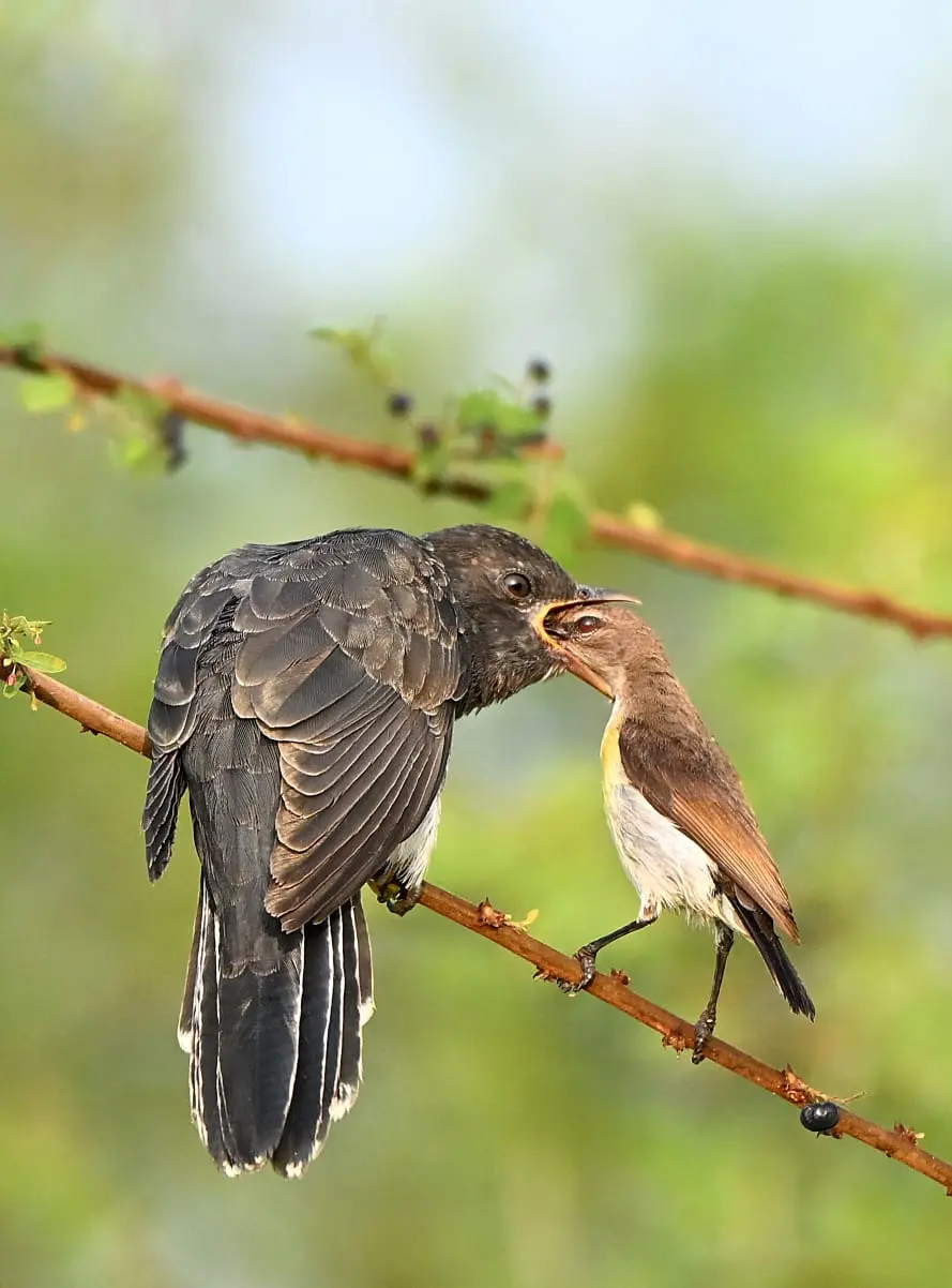 Hawk-cuckoo being fed by host parent