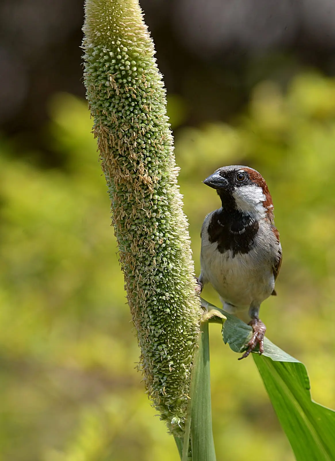 House sparrow on millet stalk