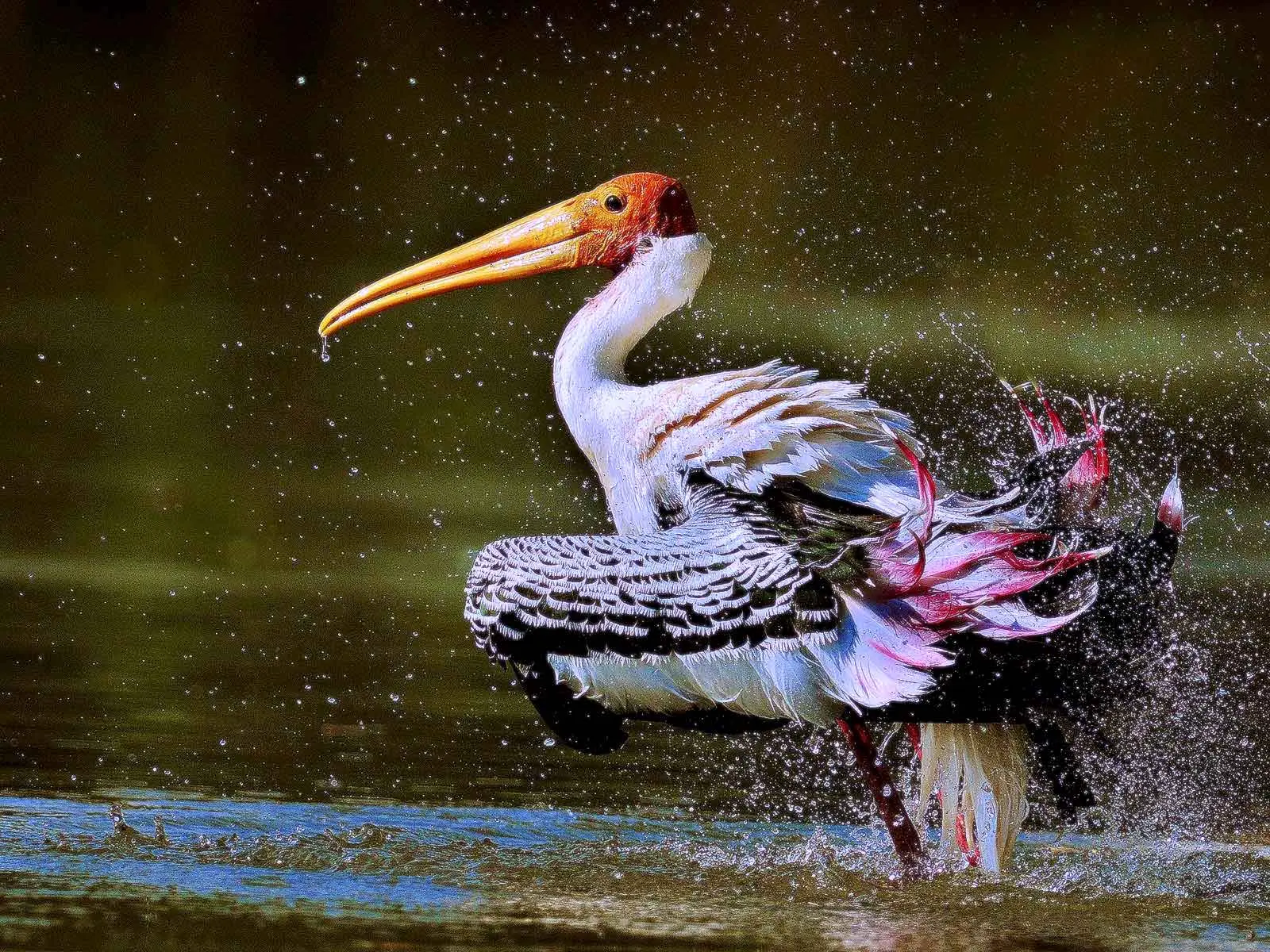 Painted stork splashing in water at Ankasamudra