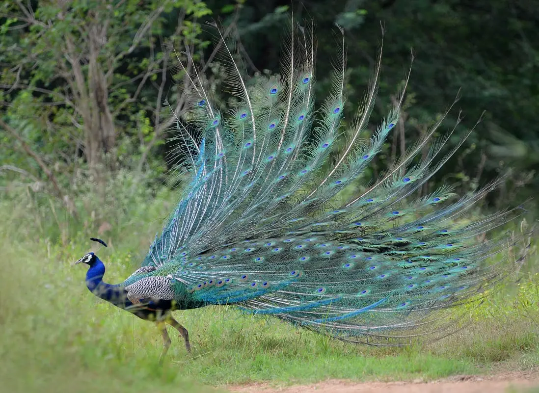 Peacock display from side angle
