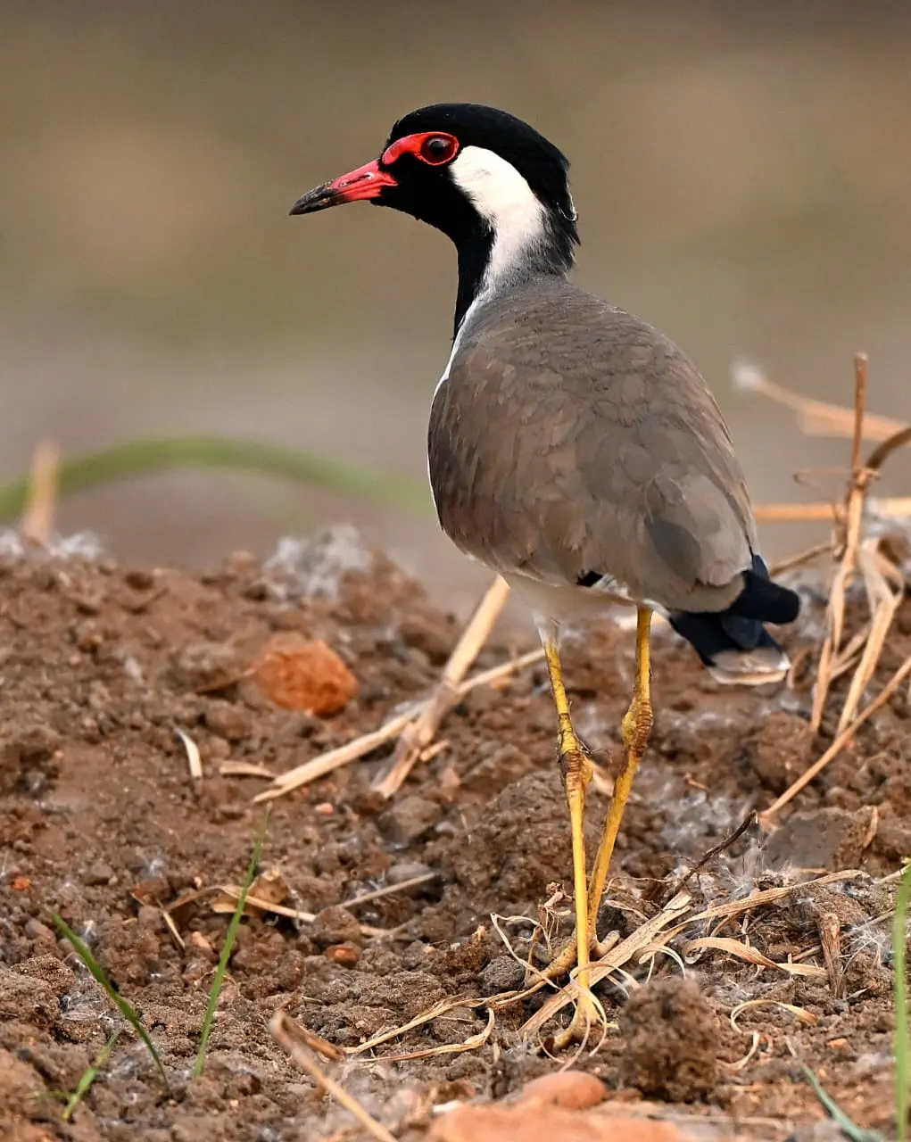 Red-wattled lapwing portrait