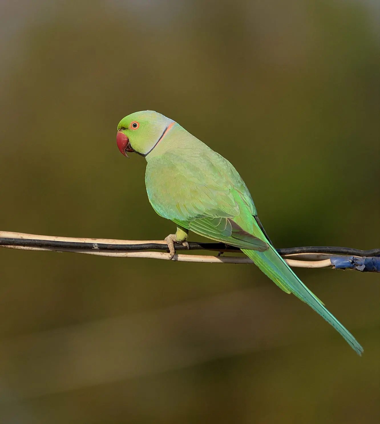 Rose-ringed parakeet on branch