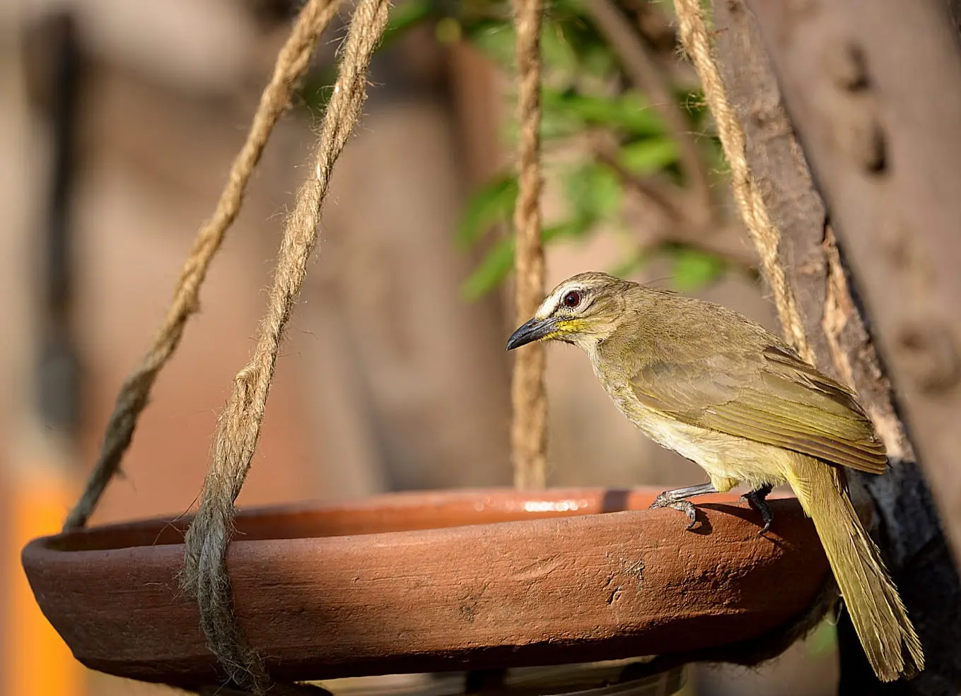 White-browed bulbul at bird bath