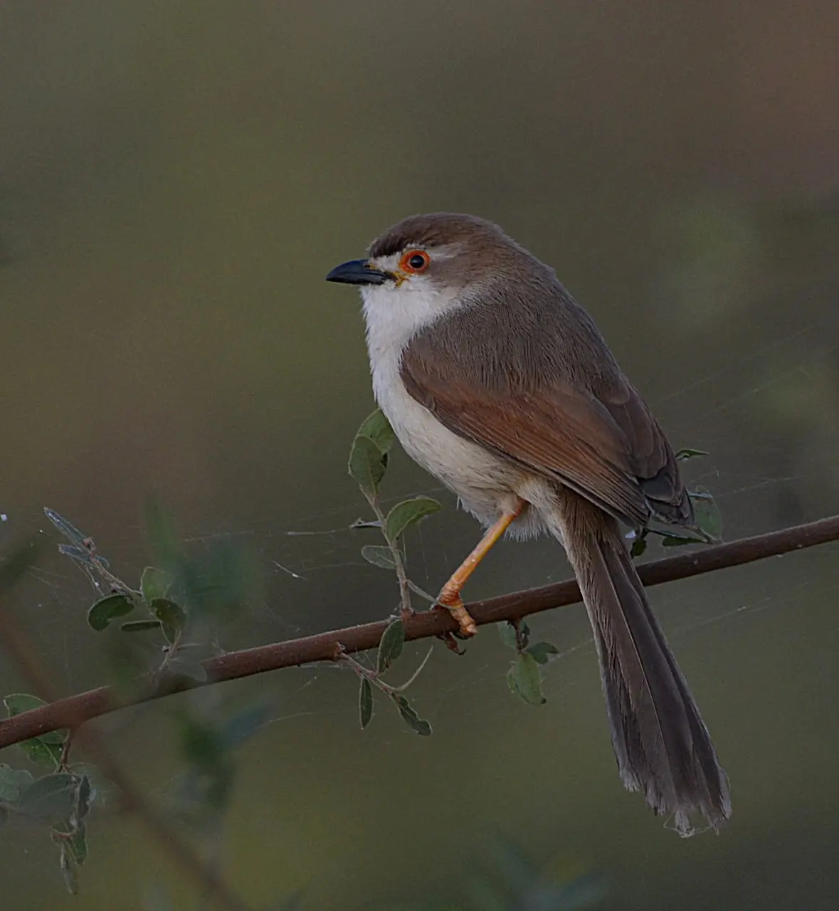 Yellow-eyed babbler on branch