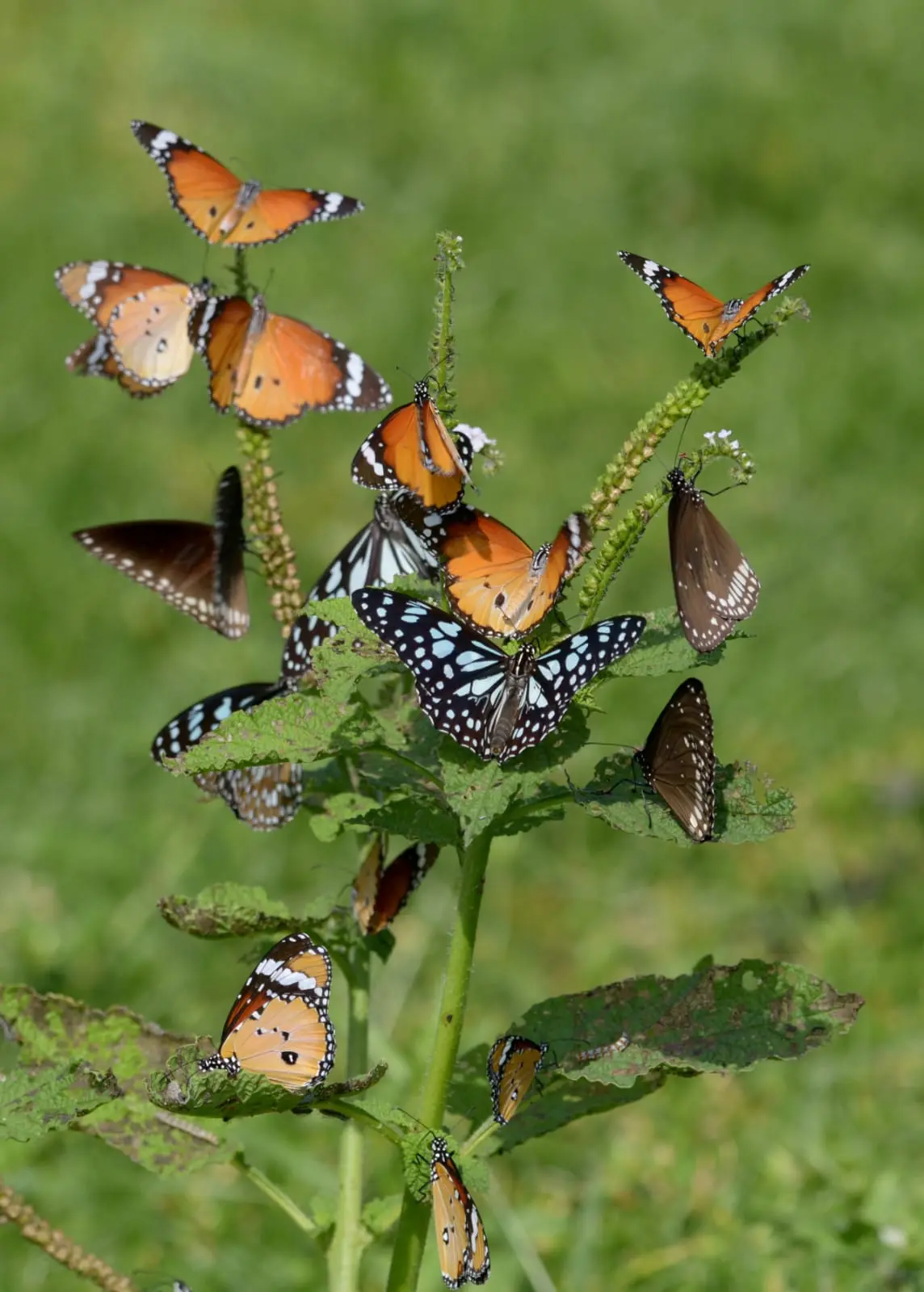 Cluster of plain tiger and blue tiger butterflies