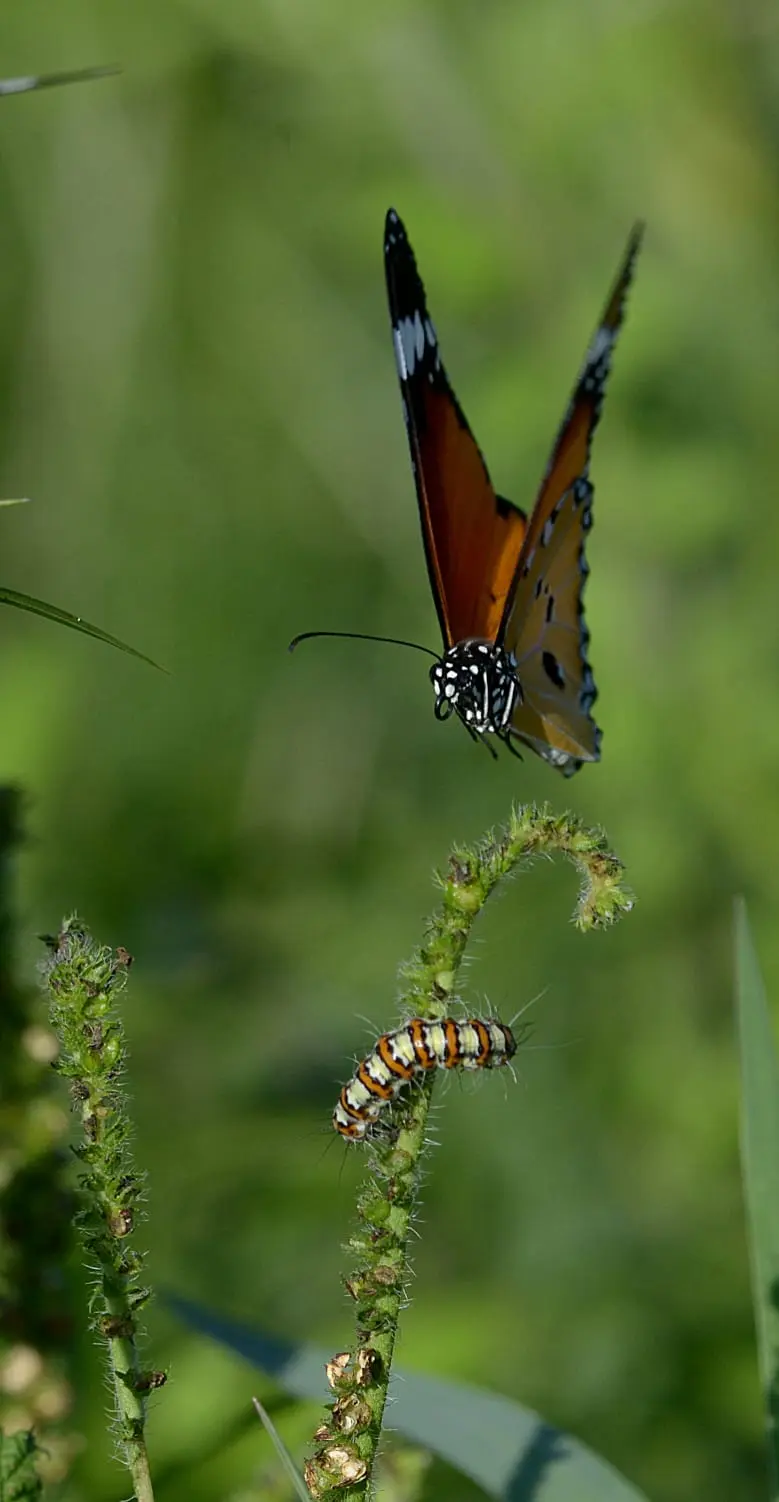 Plain tiger butterfly in flight