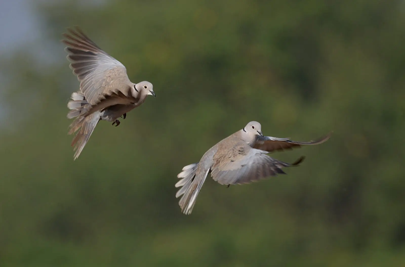 Eurasian collared doves in flight
