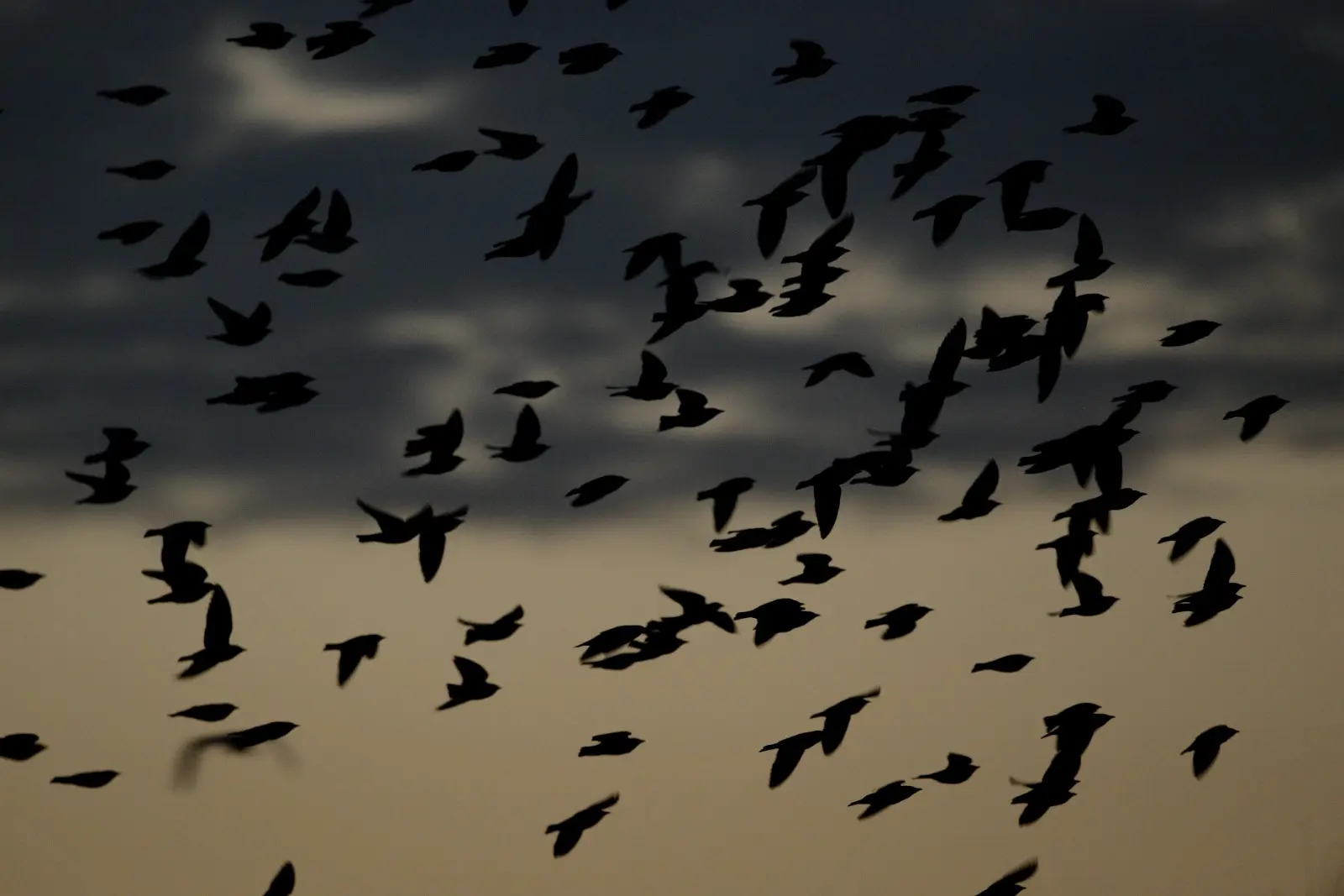 Flock of birds in flight at dusk