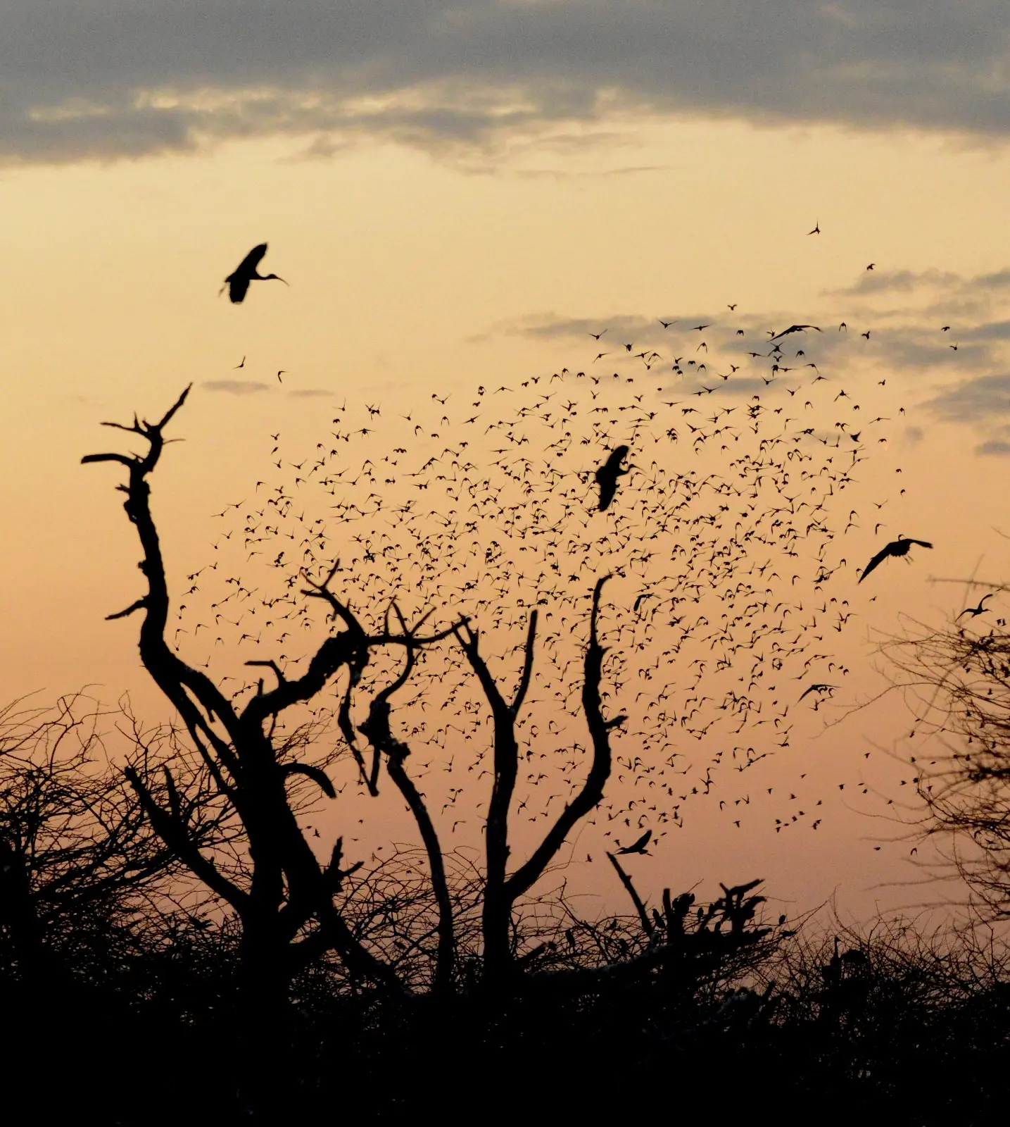 Massive flock with dead trees at golden hour