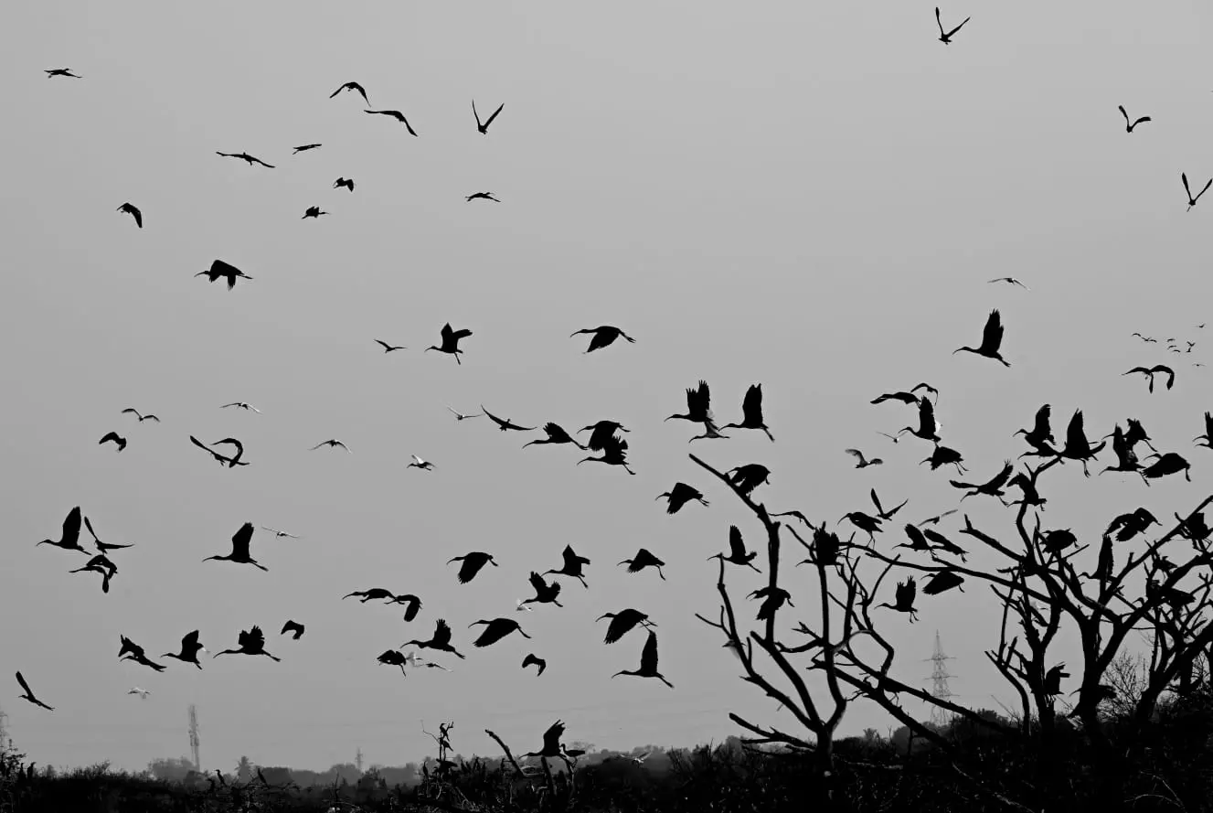 Massive bird flock taking off