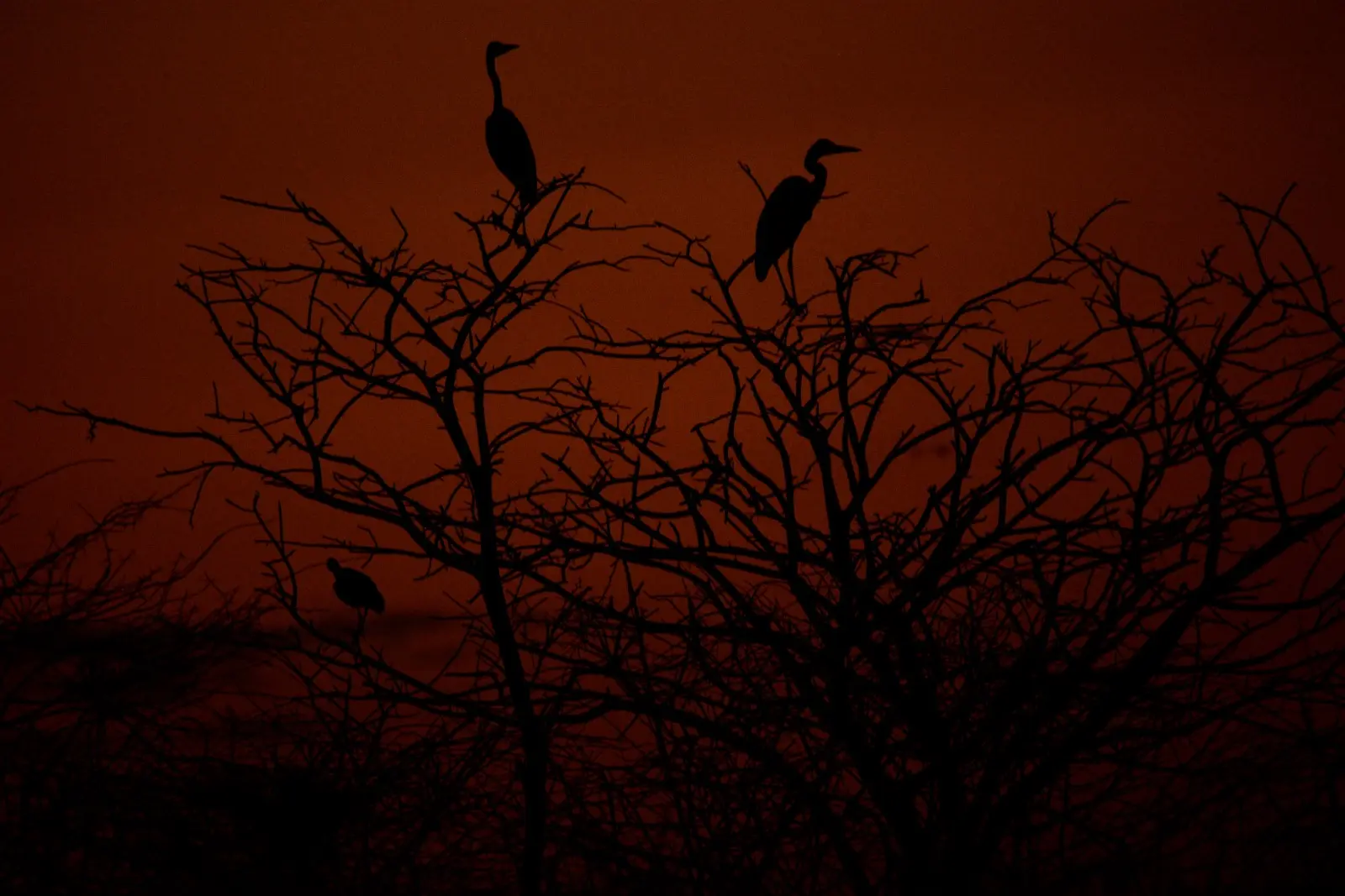 Herons silhouetted against red sunset sky