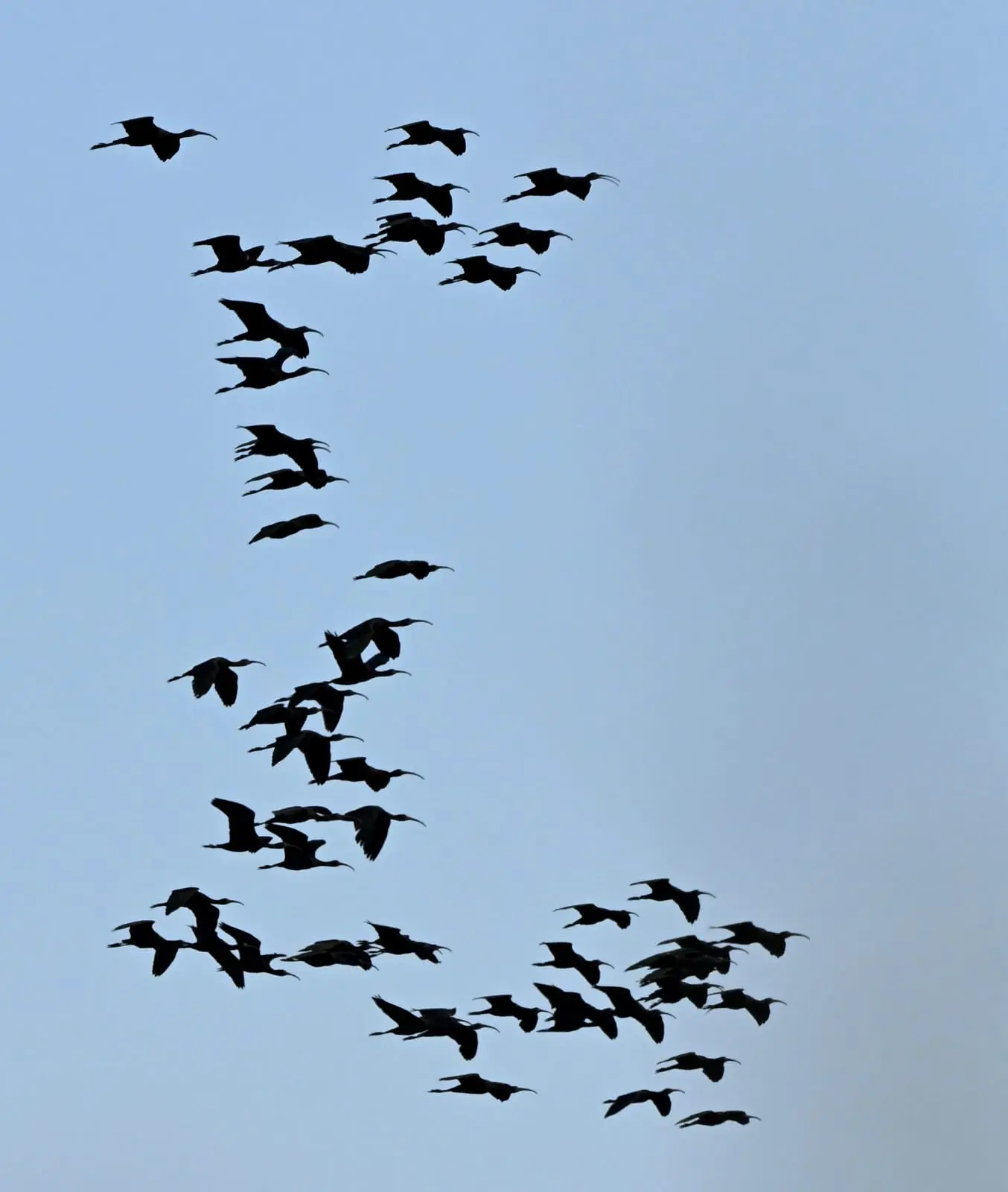 Ibis flock in flight