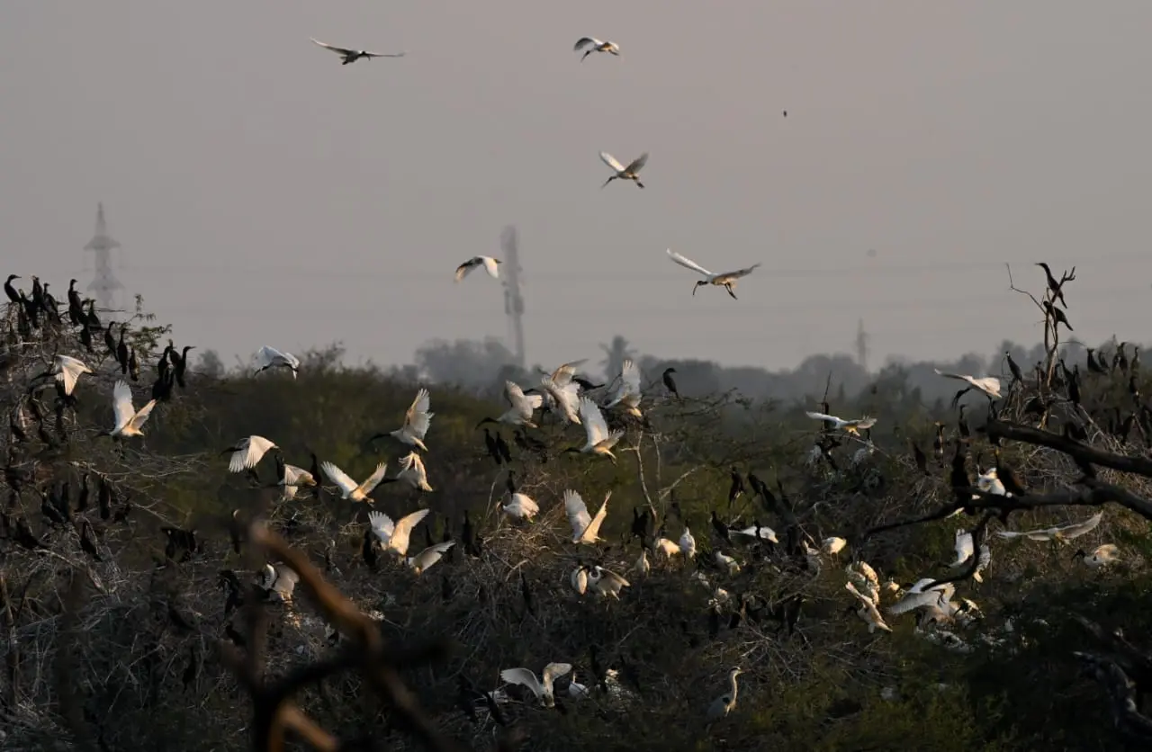 Egrets and waterbirds nesting at Ankasamudra